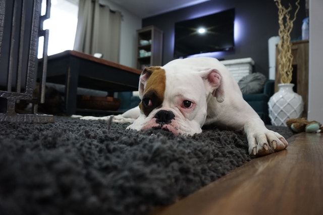 dog in the house